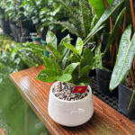 cây để bàn văn phòng