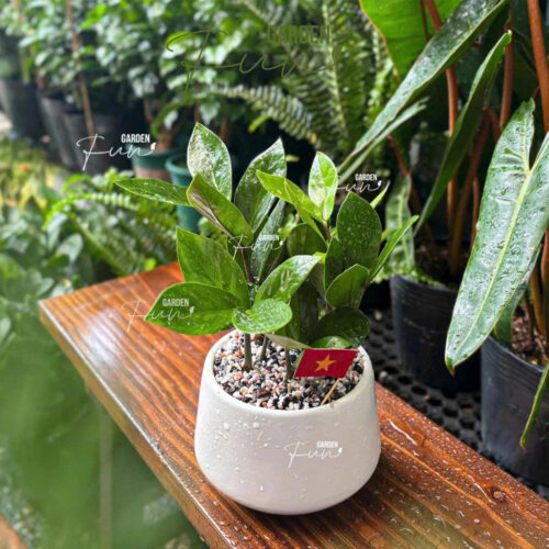 cây để bàn văn phòng